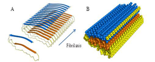 Structural model of apoC-II amyloid fibrils.