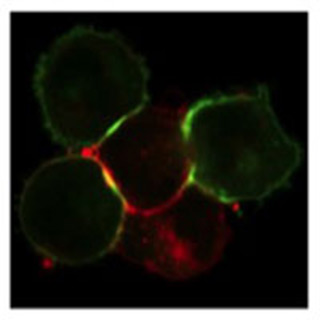 photomicrograph showing recruitment of HLA-B57 (green) to the NK cell (red)/target cell interface