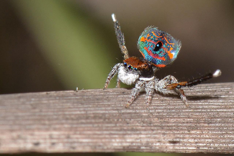 scary spiders that make you jump