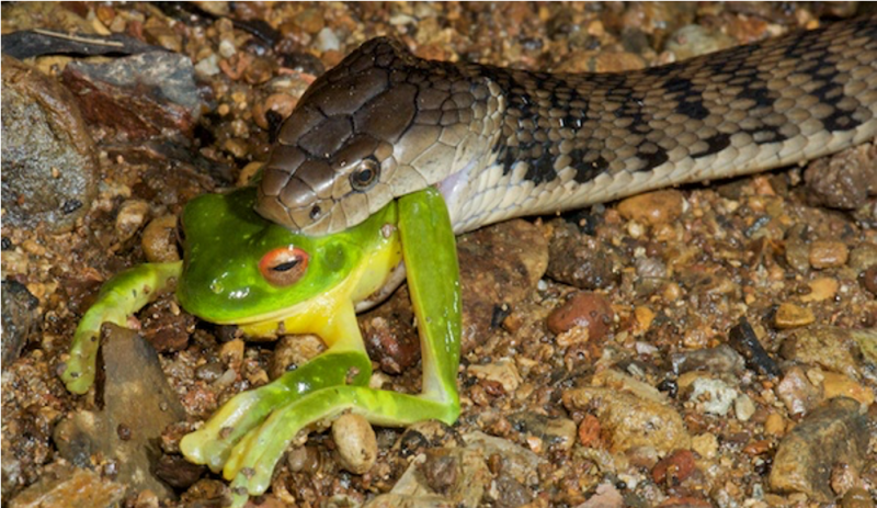A rough-scaled snake attempting to swallow a red-eyed tree frog