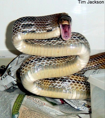 Radiated rat snake
