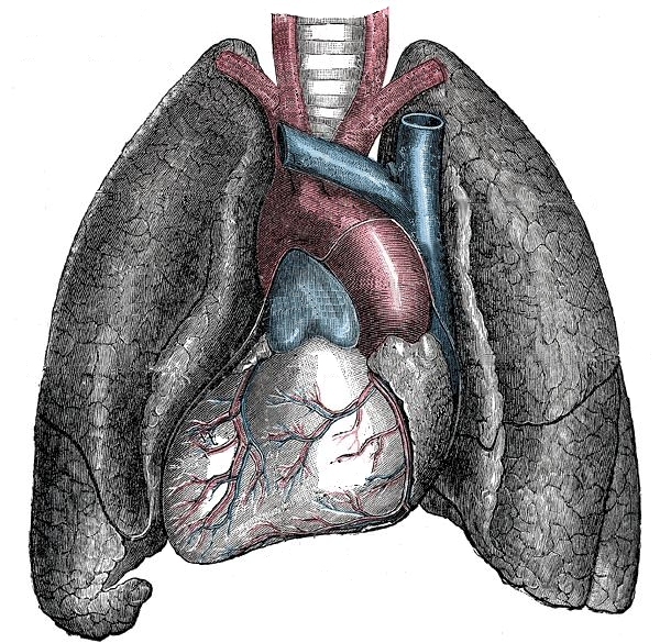 Anatomical image of heart and lungs
