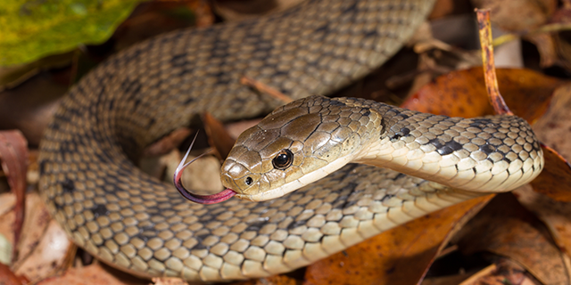 Tropidechis carinatus, the Rough-scaled Snake or Clarence River Snake