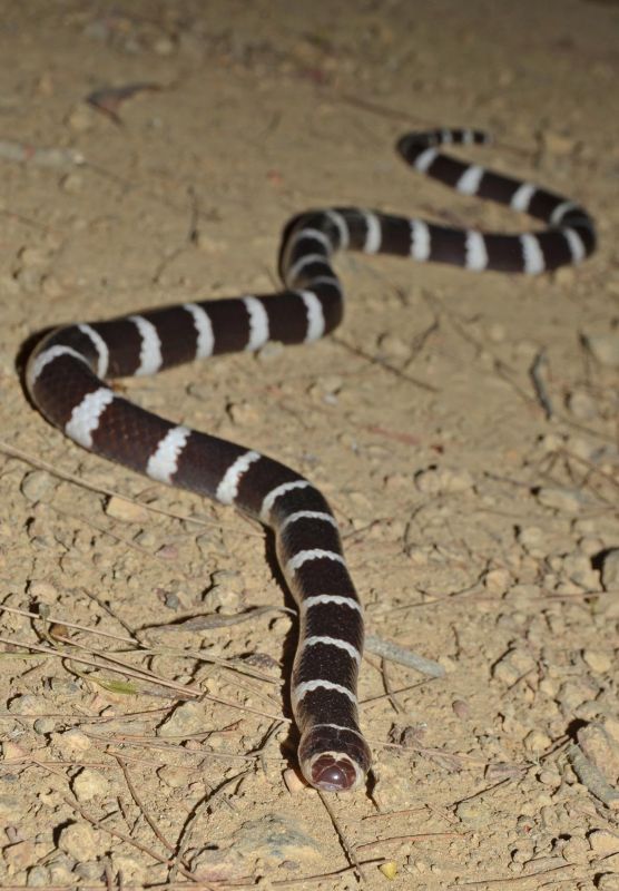 A bandy bandy snake, on the hunt for blind snakes. 
