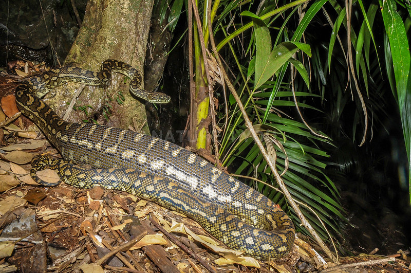 Carpet python with a meal