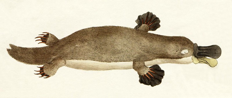 platypus spur sting