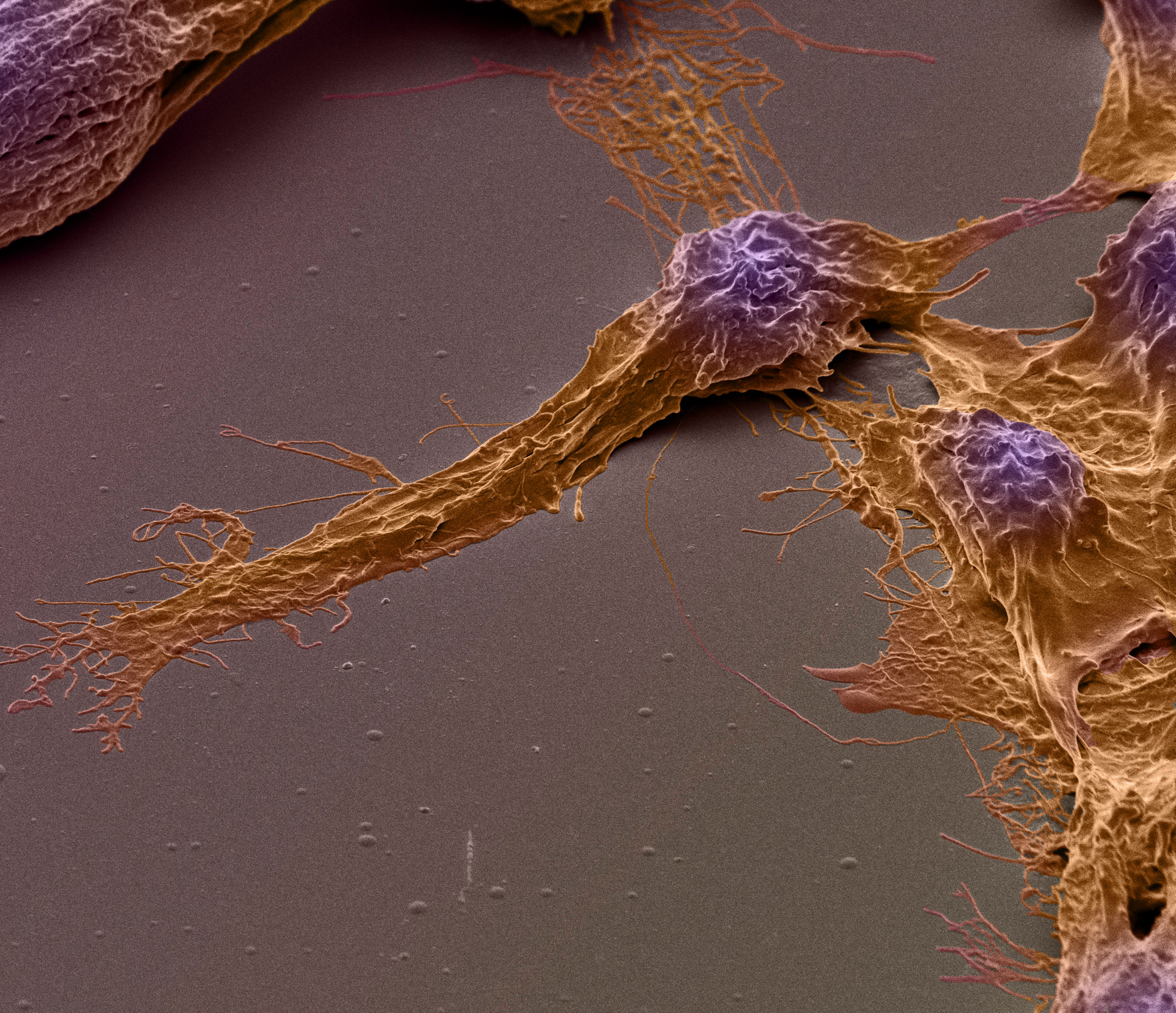 coloured stell cell in microscopic detail