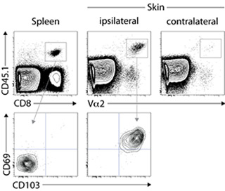 Virus-specific memory T cells persist in previously infected skin and display a unique phenotype. Analysis of memory T cells in spleen and previously infected (ipsilateral) or control (contralateral) skin (>1 year after HSV-1 infection). Rectangles indicate virus-specific memory cells as CD8+CD45.1+ or Va2+CD45.1+ events (upper panel). Lower panel shows the expression of CD103 and CD69 by circulating (spleen) and tissue-resident (skin) memory T cells.