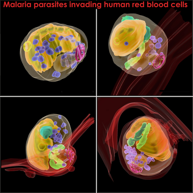 scheme showing malaria parasites invading human red blood cells