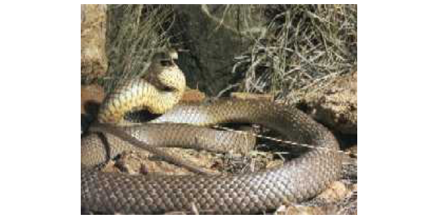 common brown snake attack posture