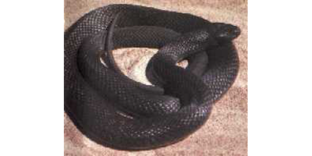 spotted black snake