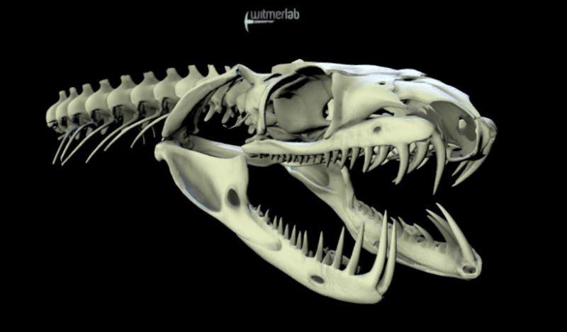 reptile skull anatomy