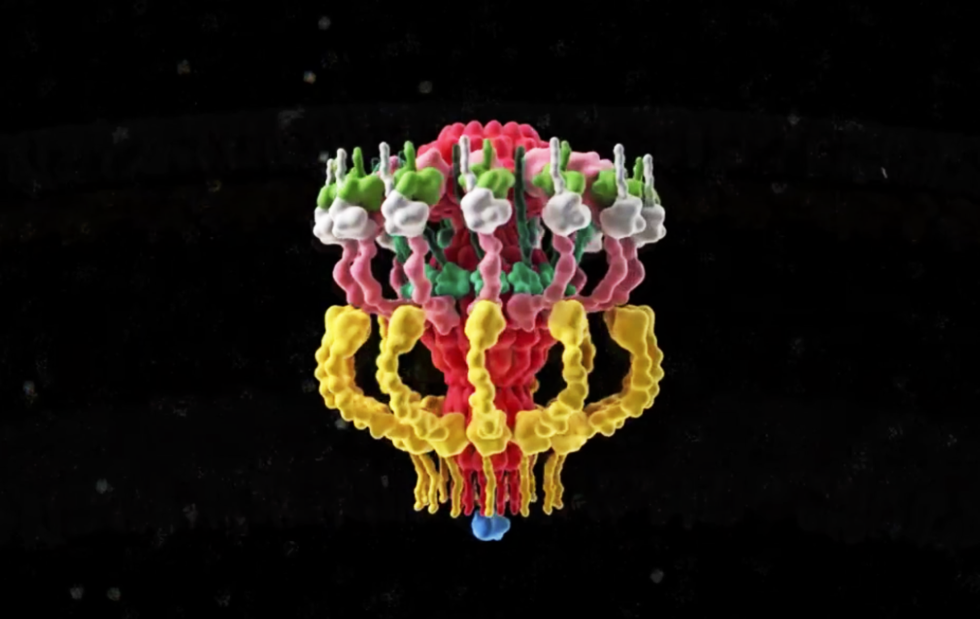 3D representation of the Dot/Icm complex showing a windowed secretion chamber (salmon, DotH; grey, DotD; green, DotK; and cyan, DotC), wings (yellow, DotF), a secretion channel (red, DotG) and the top-view of the complex