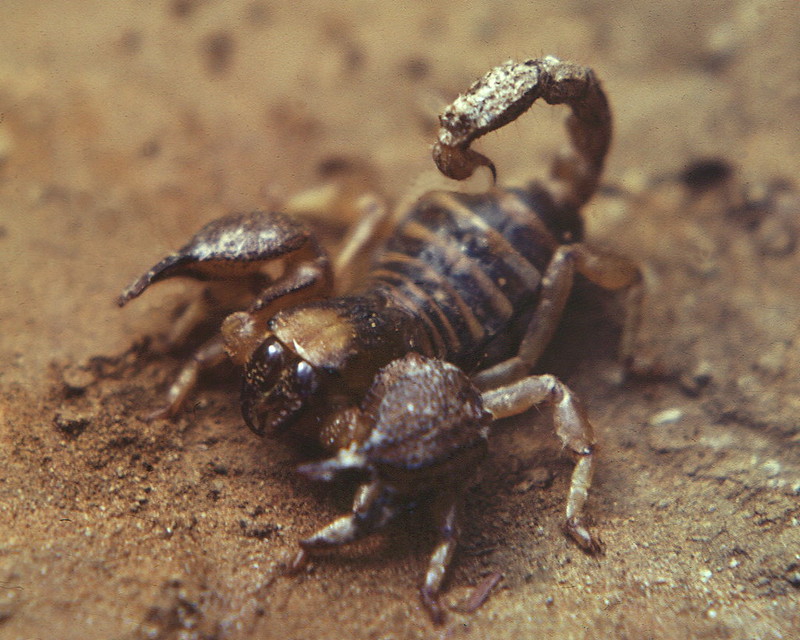 Poised scorpion