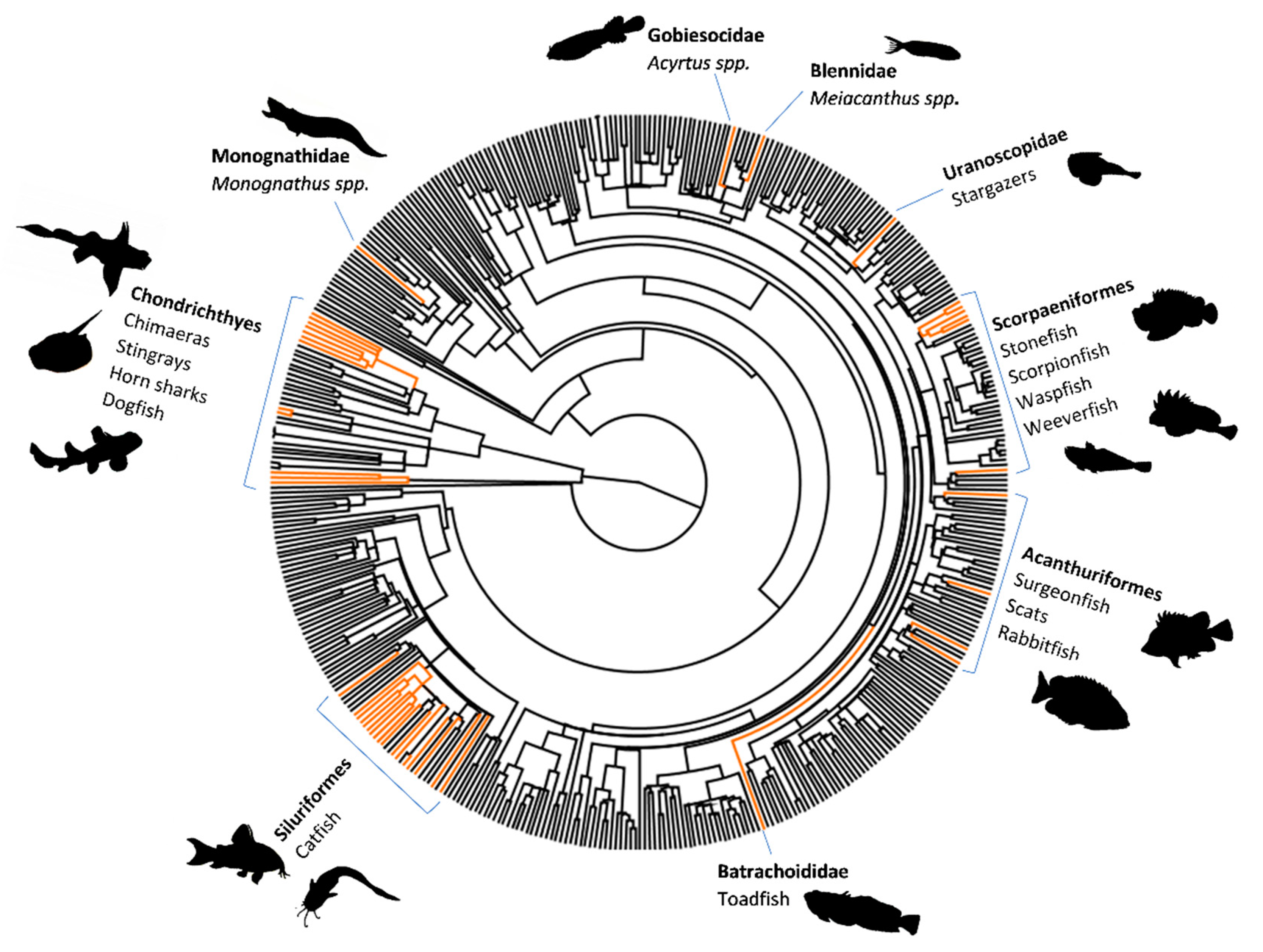 fish venom phylogeny