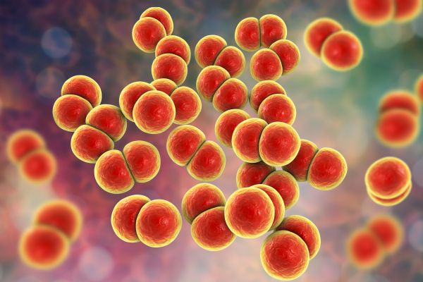 N. gonorrhoea image