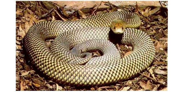 mulga snake