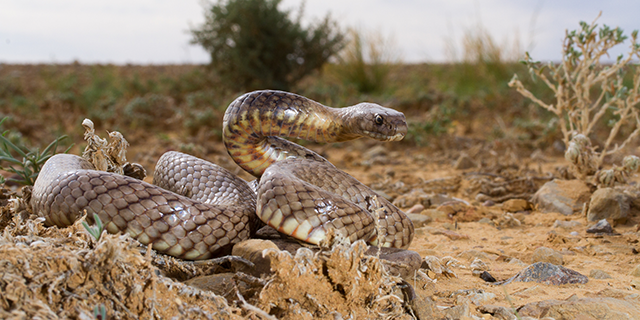 photo of Pseudonaja aspidorhyncha, the Strap-snouted Brown Snake