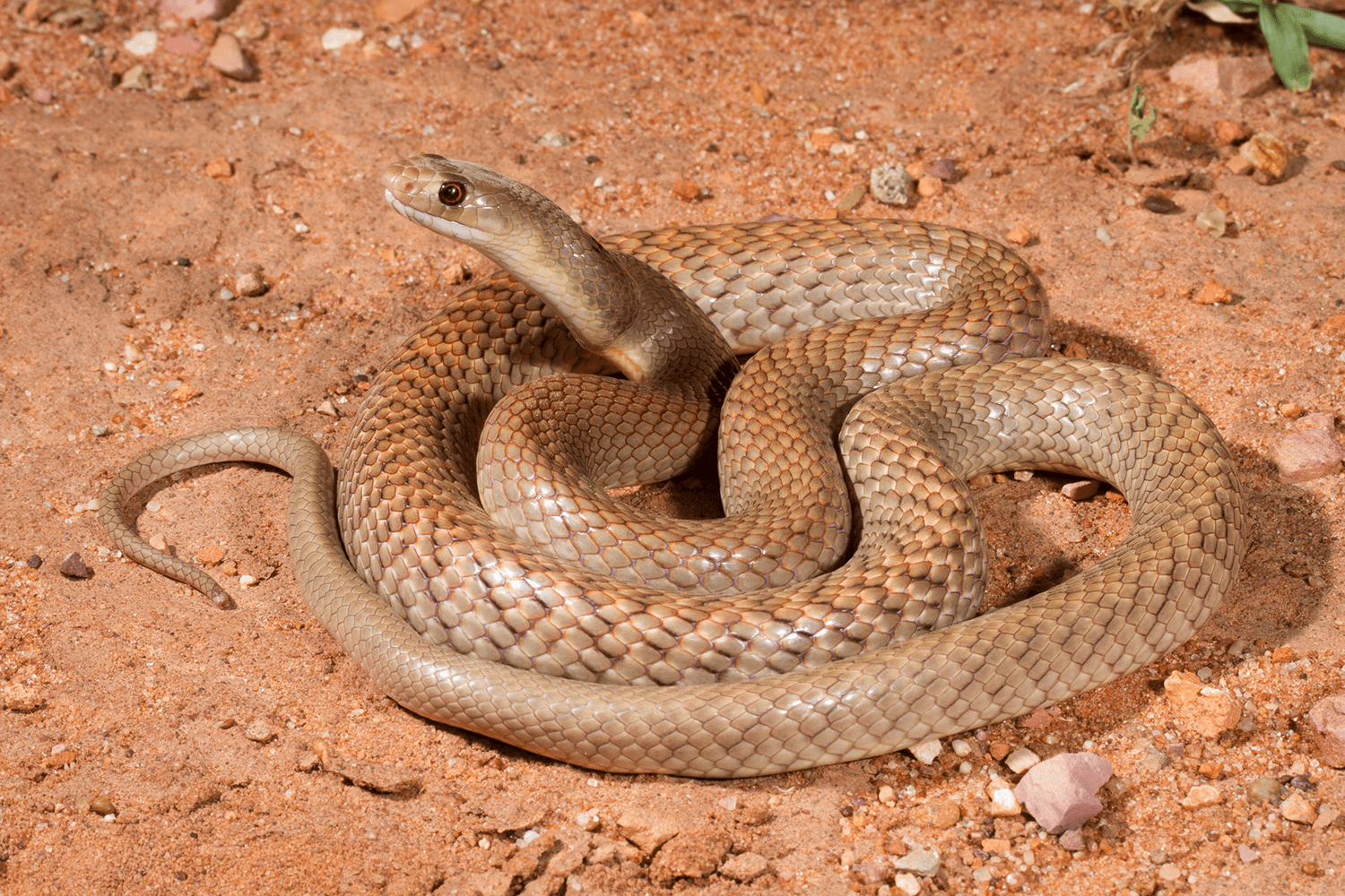 brown snake with white stripes on head