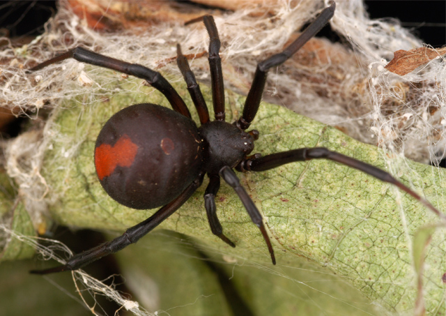 Redback Spiders : School of Biomedical Sciences