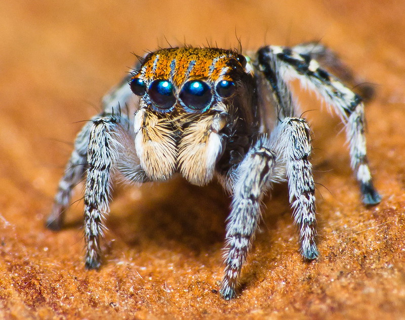 jumping spider bite