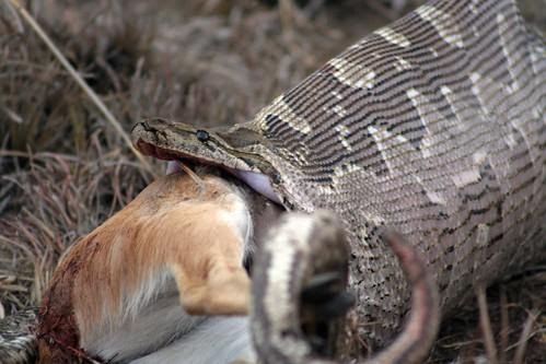 How we tracked the eating habits of snakes in Africa with the help