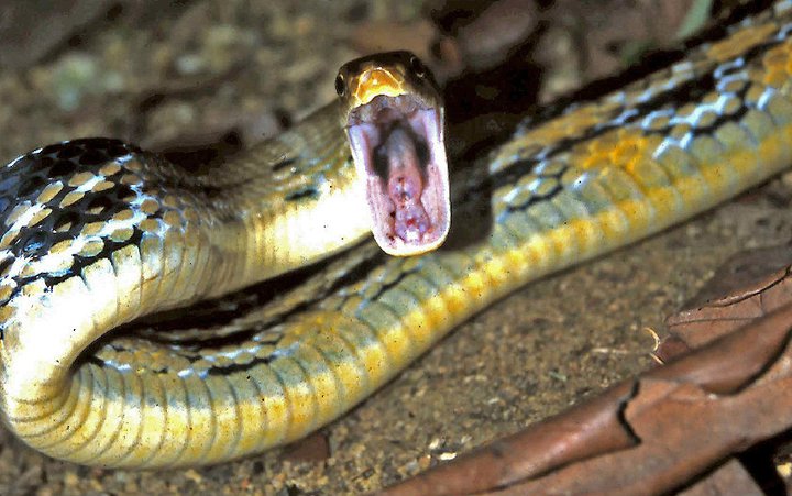 Radiated rat snake