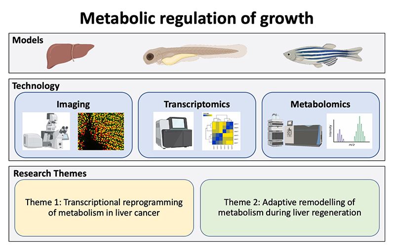 Metabolic regulation of growth