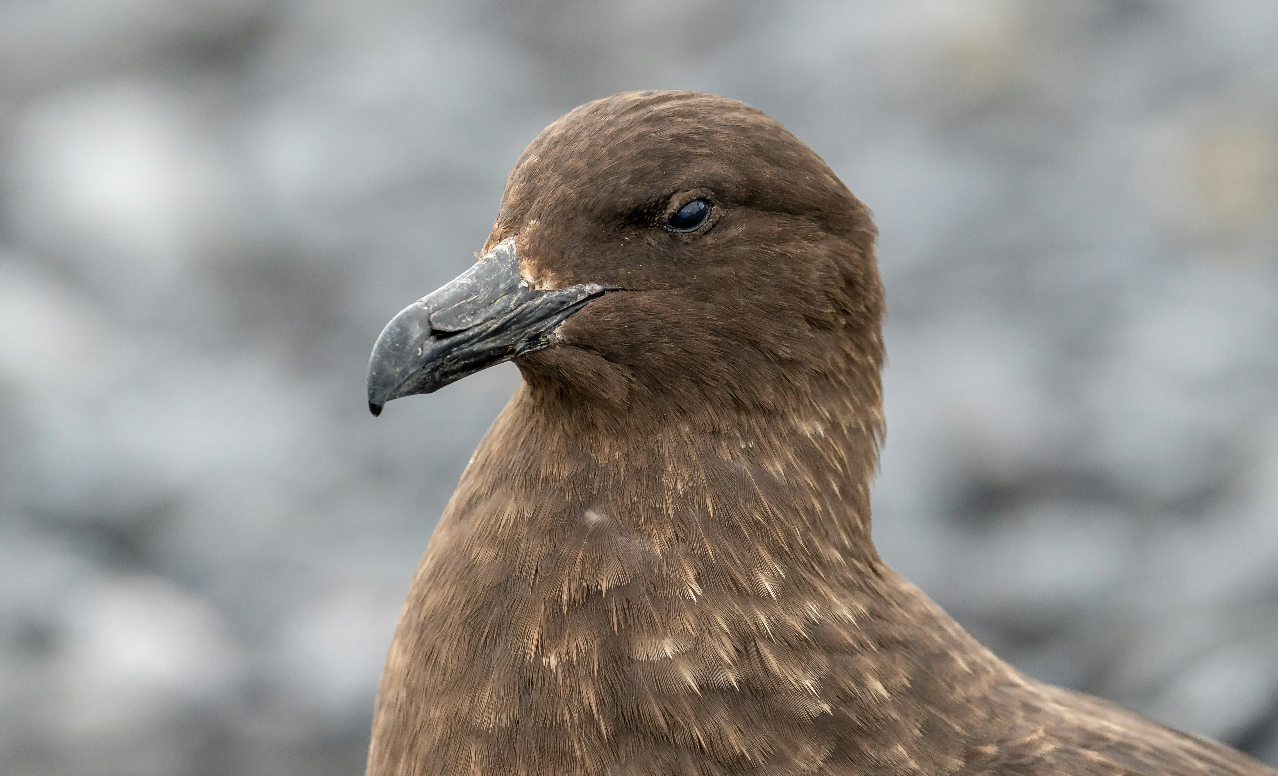 brown sea bird 