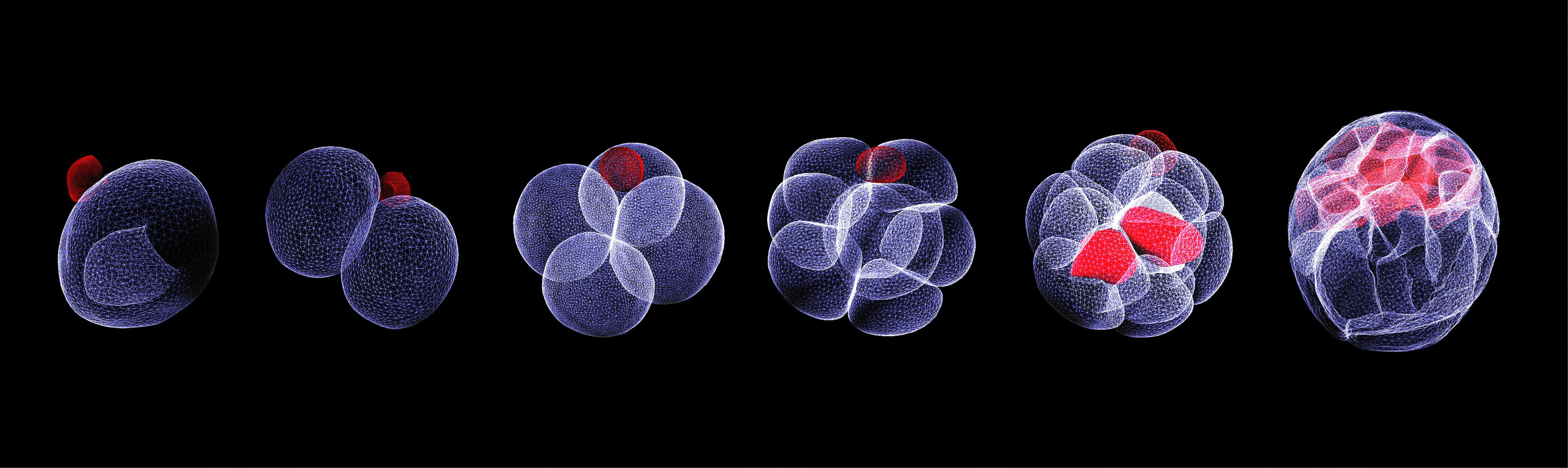 microscopic cells in stepped development stages