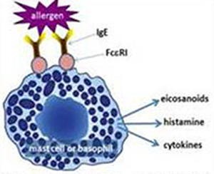 Figure 1: Mast cells and basophils release potent mediators upon activation of IgE/FcεRI. 