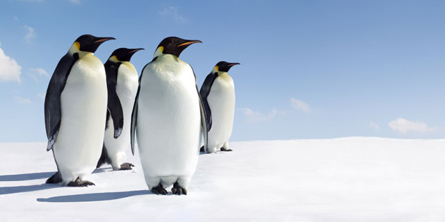Research finds Antarctic penguins infected with avian influenza viruses :  School of Biomedical Sciences