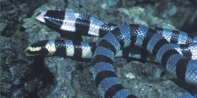 Sea snakes : School of Biomedical Sciences