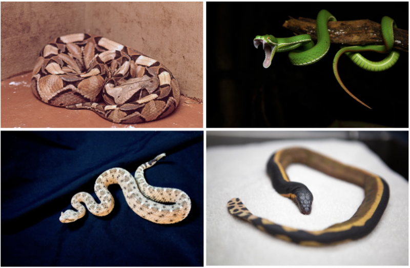 Snake Predation Strategies – Part 1: Bodies and behaviours