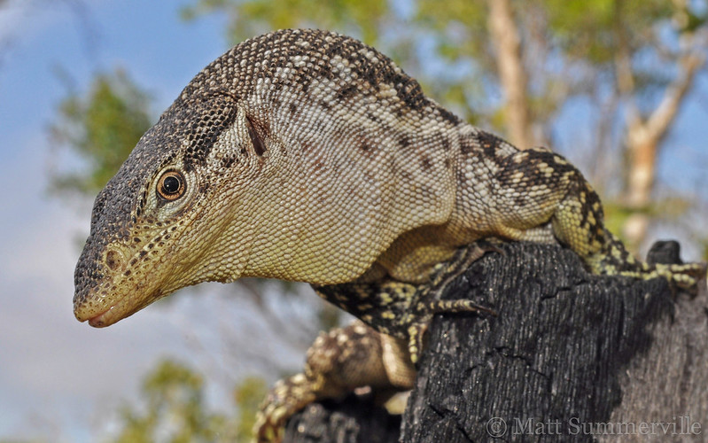 Spotted tree monitor