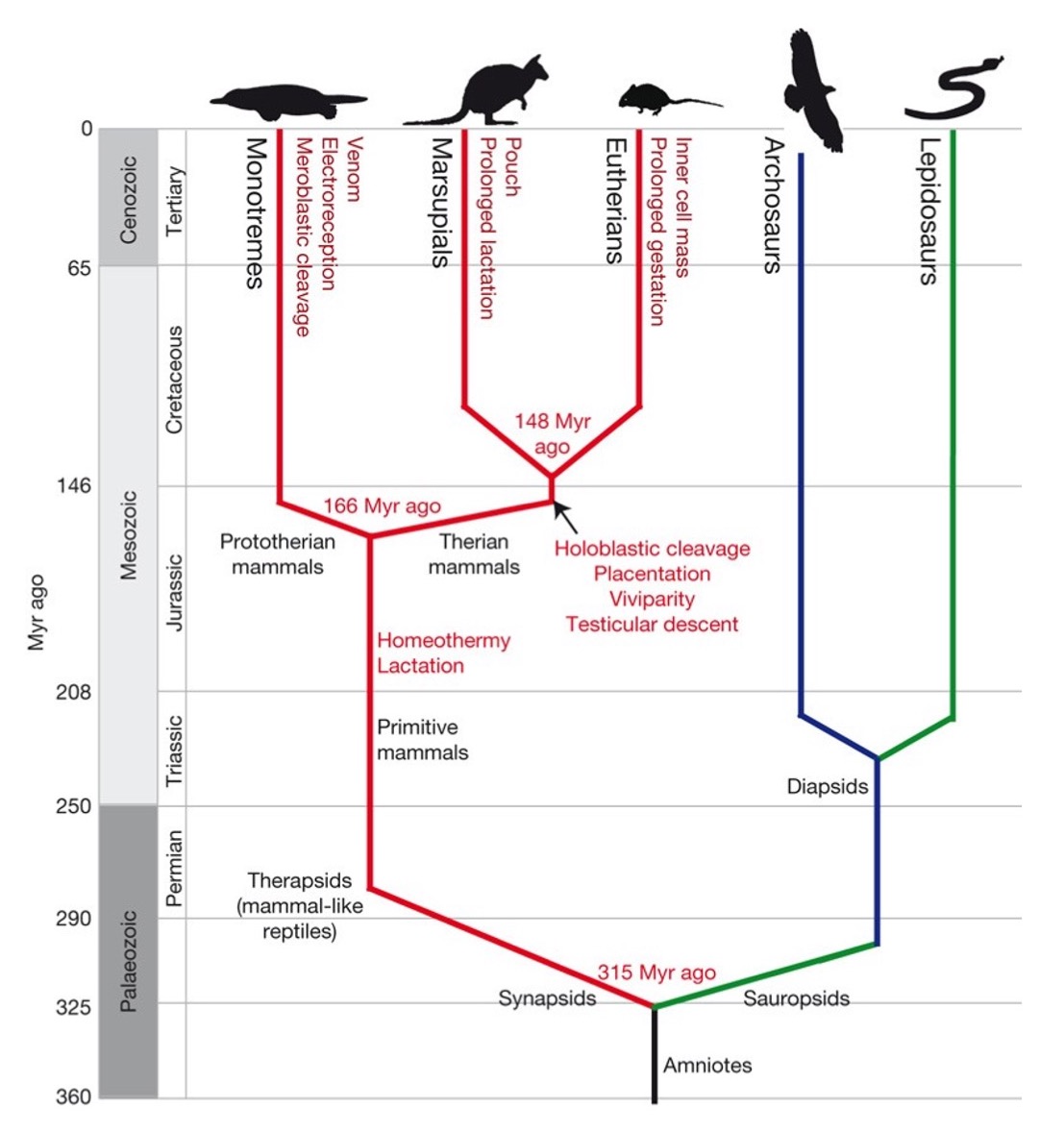 Mammalian evolution