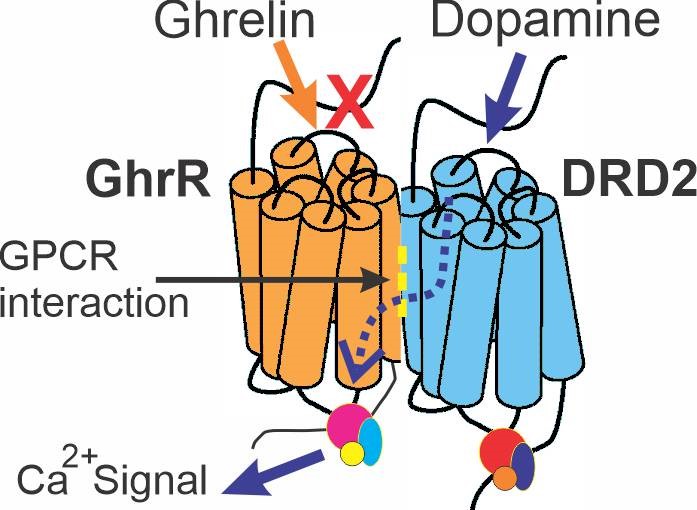 Novel heteromeric receptors in gut control
