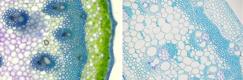 Two images of a cross section of a plant stem viewed at 400x magnification stained with toluidine blue.
