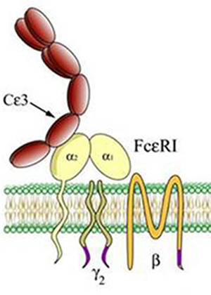 Model of the interaction between IgE and FcεRIα. 