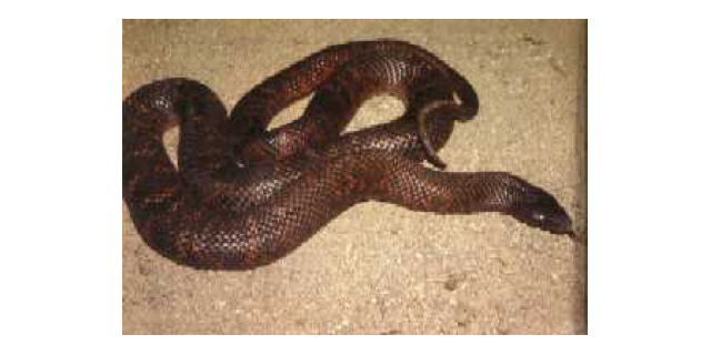 Collett's snake