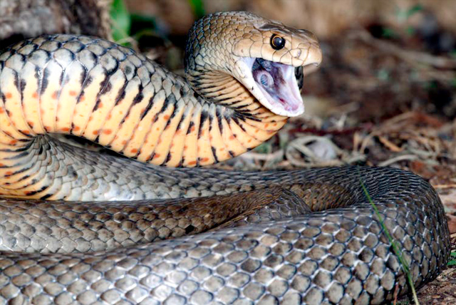 Are Australian snakes the deadliest in the world?