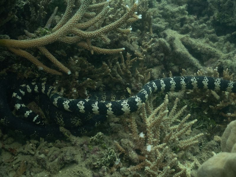 Turtle-headed sea snake