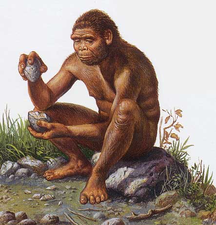 Homo habilis 