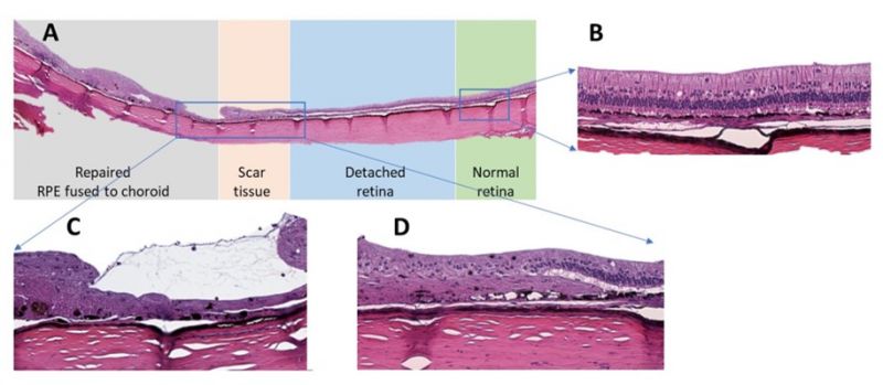 Histology sections of rabbit retina following surgical repair