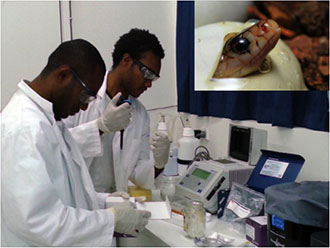 honours students working in laboratory