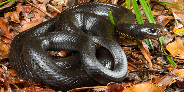 photo of Pseudechis porphyriacus, the Red-bellied Black snake