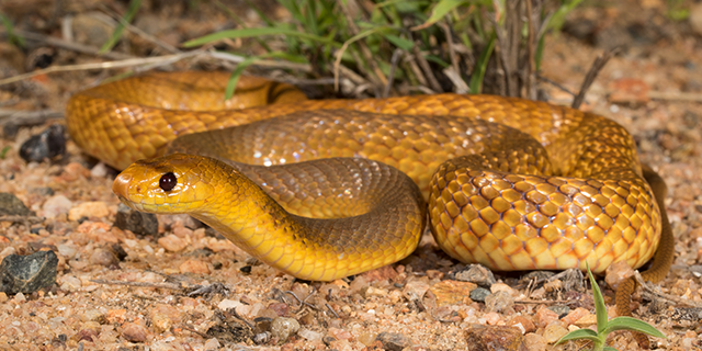 photo of Pseudonaja nuchalis, the Northern Brown Snake
