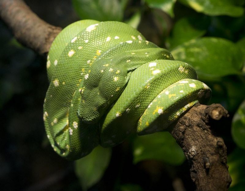 Green tree python