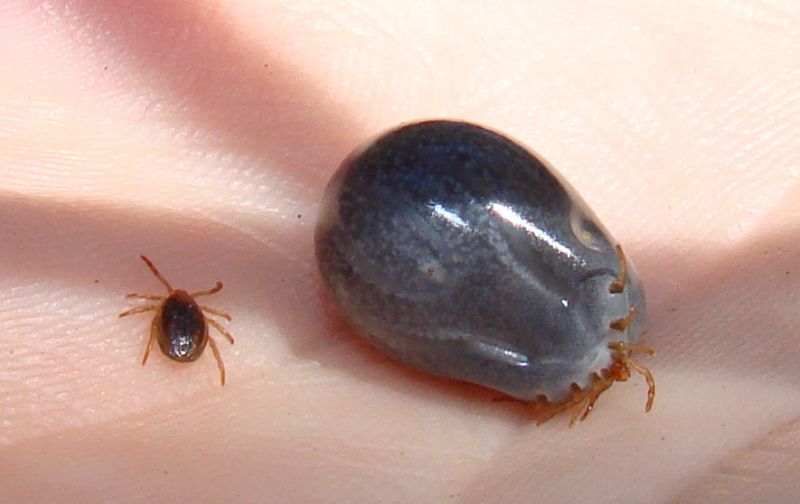 Tick before and after feeding