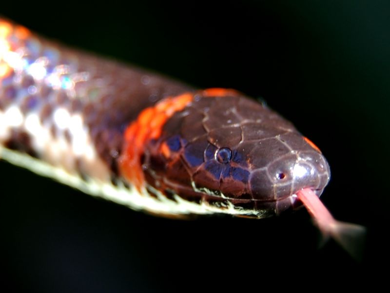 Pipe snake